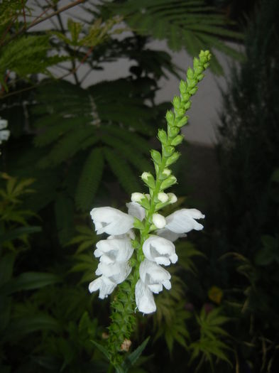 Physostegia virginiana Alba ('15,Jul.10)