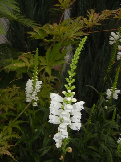 Physostegia virginiana Alba ('15,Jul.10)