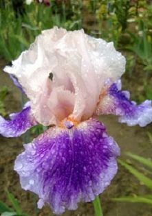 Firebeard - Iris oferta 2016