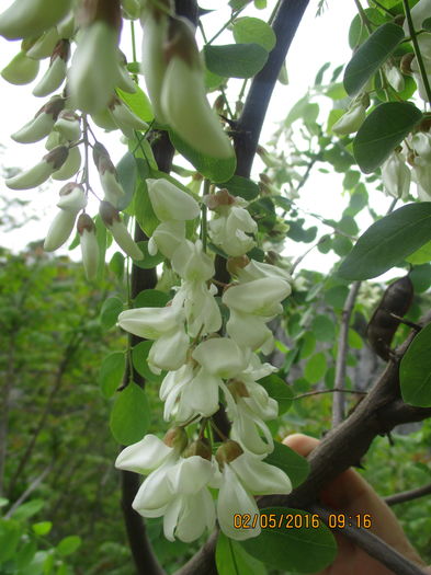 IMG_2690 - La tara in mai 2016