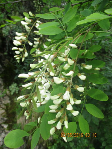 IMG_2692 - La tara in mai 2016