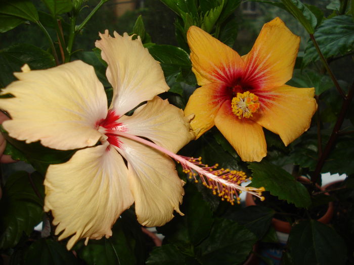 DSC05250