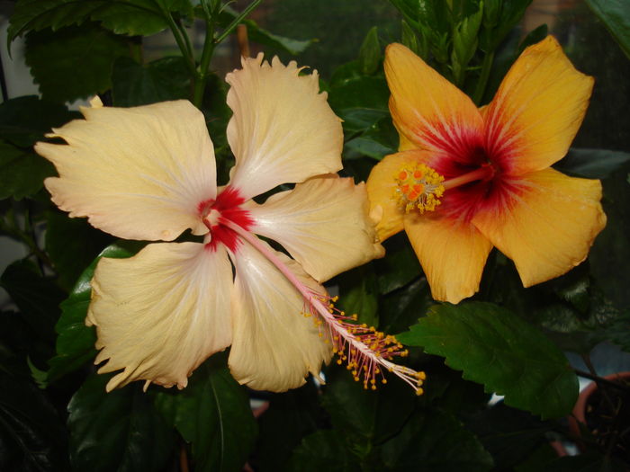 DSC05251