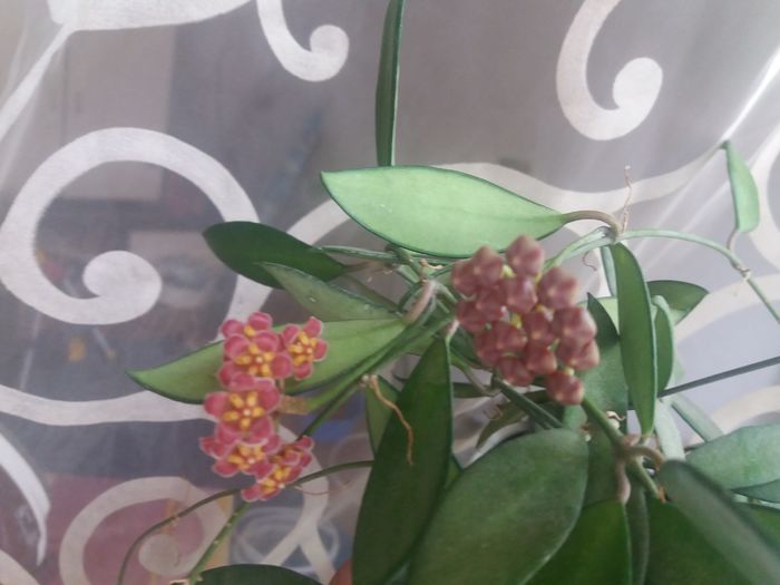20160504_111928 - hoya infloriri