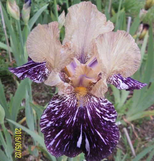 Gnus Flash (2)
