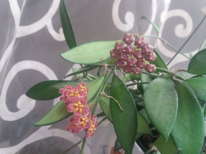 continua sa ma uimeasca