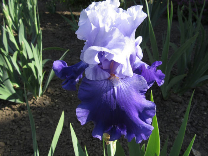 Great Gatsby - Iris oferta 2016