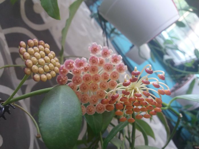 20160504_111621 - hoya infloriri