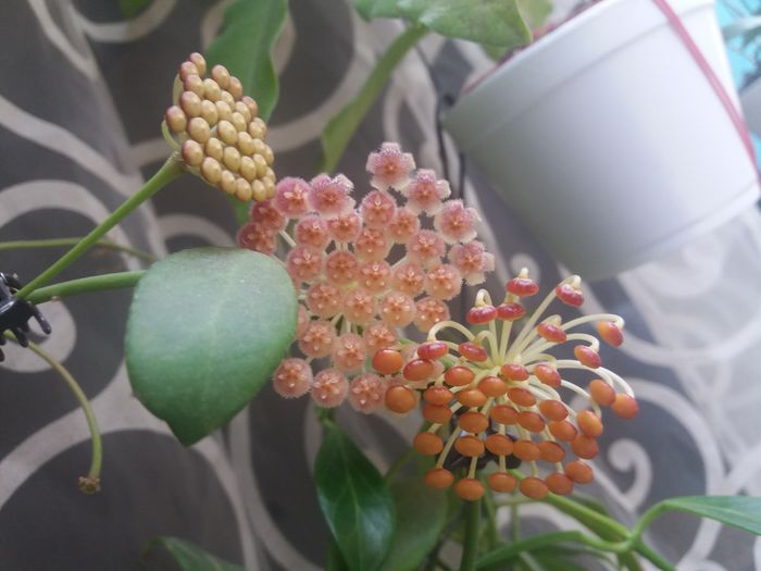 20160504_111631 - hoya infloriri