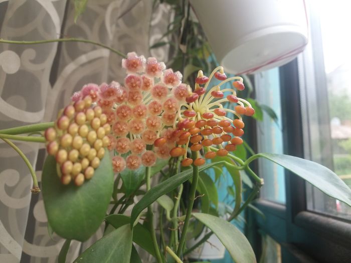 20160504_111456 - hoya infloriri
