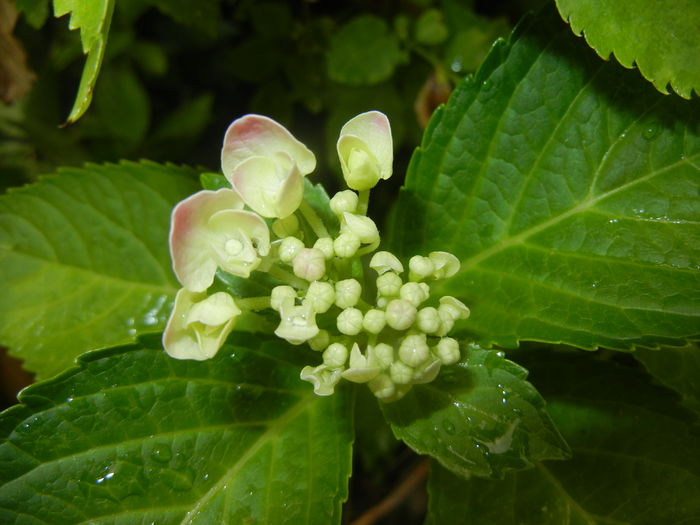 Hydrangea macrophylla (2015, June 26)