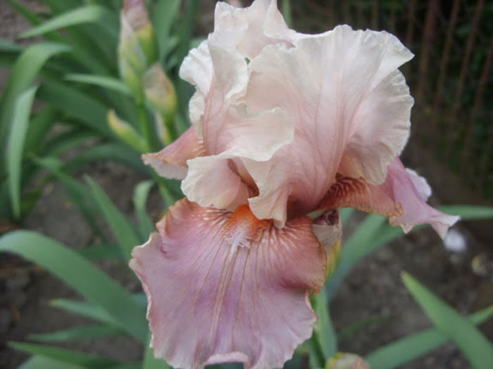 Infinite Grace - Iris oferta 2016