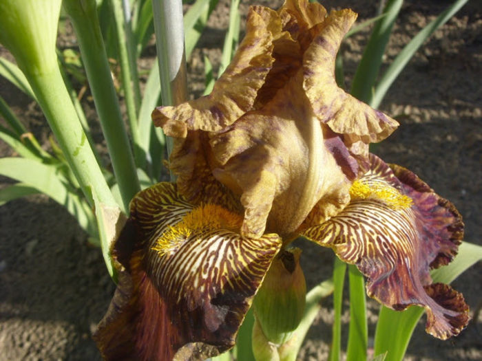 Jackal Cackle - Iris oferta 2016