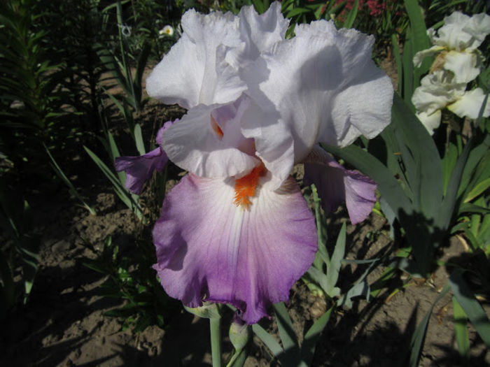 Joli Coeur - Iris oferta 2016