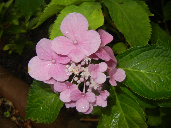 Hydrangea macrophylla (2015, July 10) - HYDRANGEA Hortensia