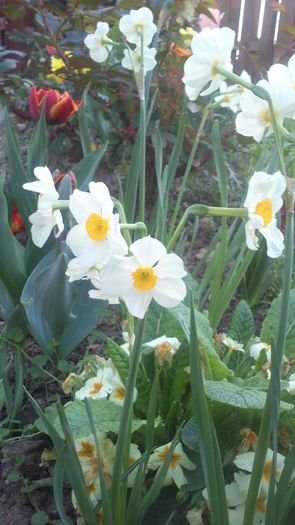 narcise cu flori duble Geranium aprilie 2016 - In jurul casei