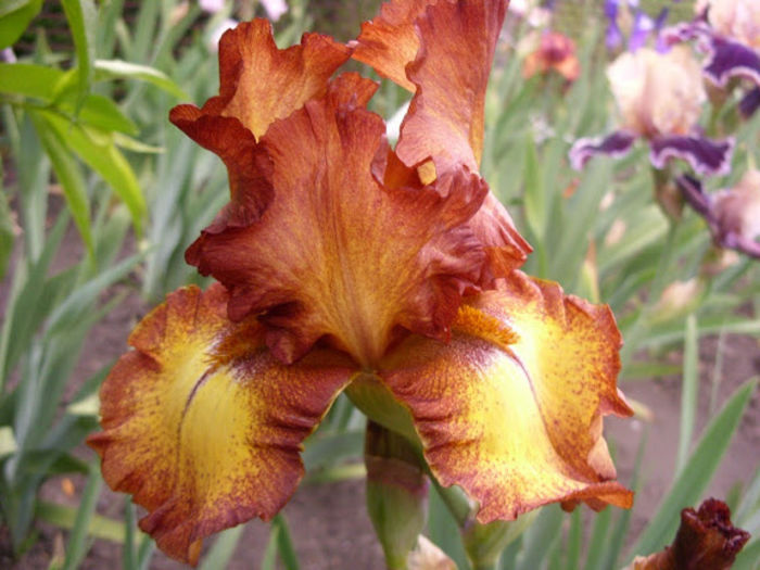 Kona Coast - Iris oferta 2016