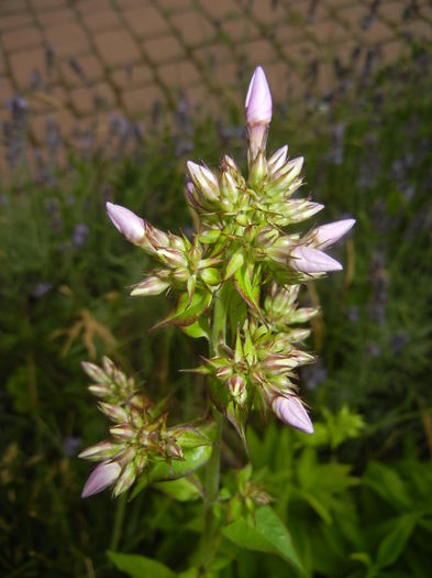 Phlox paniculata Pink (2015, Jul.03) - PHLOX Paniculata