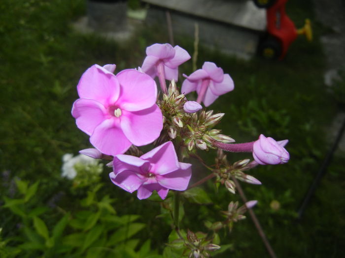 Phlox paniculata Pink (2015, Jul.05)