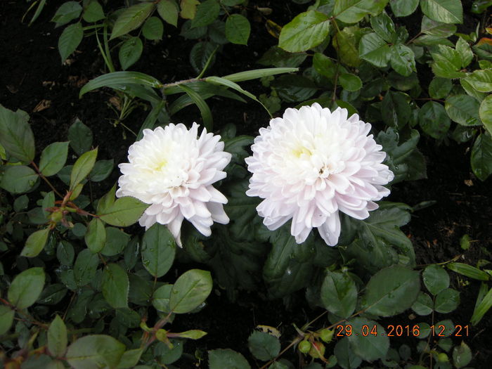 crizantema - primavara 2016-pregatit rasad