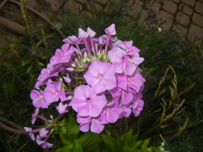 Phlox paniculata Pink (2015, Jul.10) - PHLOX Paniculata