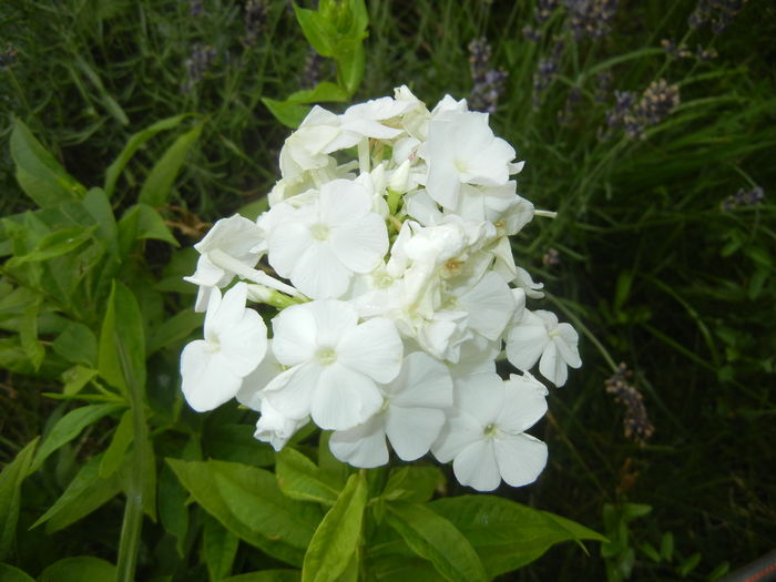 Phlox paniculata White (2015, Jul.10) - PHLOX Paniculata