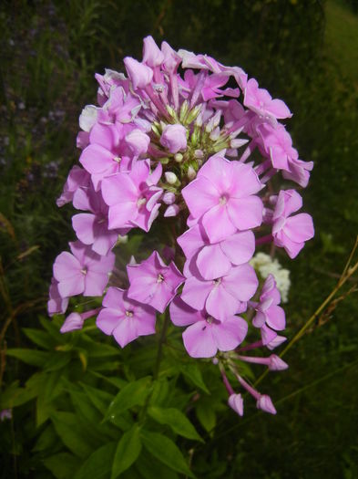 Phlox paniculata Pink (2015, Jul.10) - PHLOX Paniculata