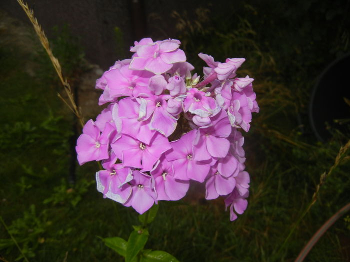 Phlox paniculata Pink (2015, Jul.10) - PHLOX Paniculata