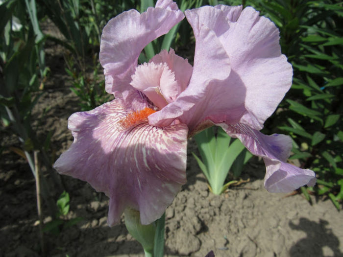 Maria Tormena 2 - Iris oferta 2016