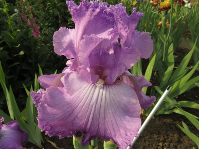 Memphis Blues - Iris oferta 2016