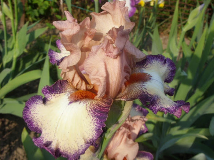 Morning Mood - Iris oferta 2016
