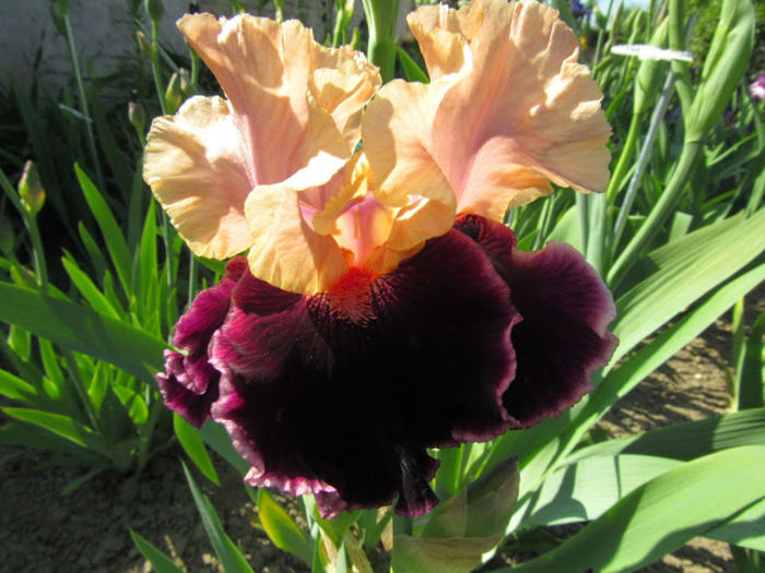 Moroccan Magic - Iris oferta 2016
