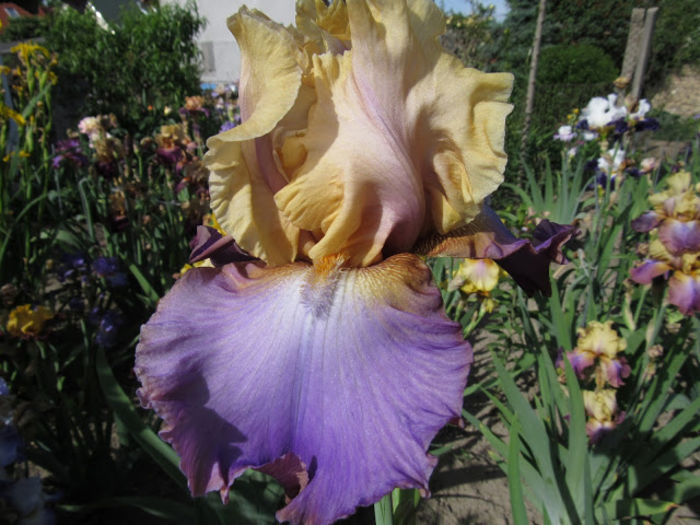 My Old Friend 2 - Iris oferta 2016