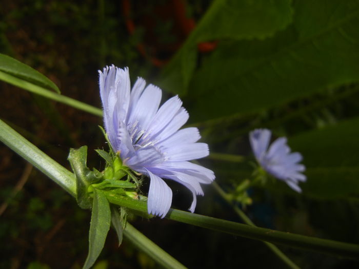 Cichorium intybus (2015, July 10)