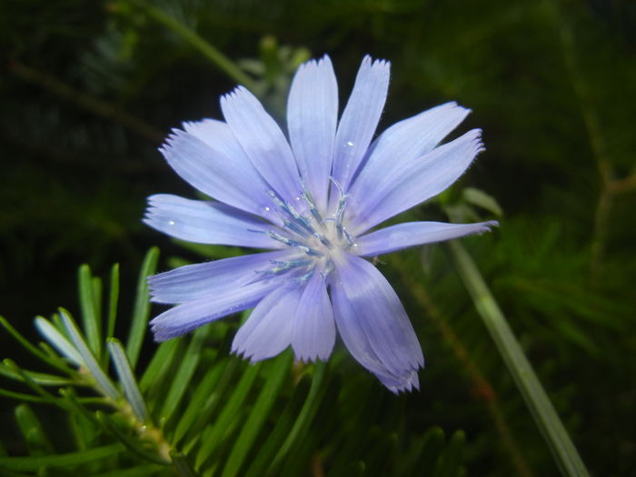 Cichorium intybus (2015, July 10) - Cichorium intybus_Cichory