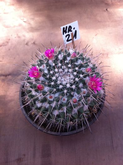 poza 1; nr. 21.
Mamillaria
- diametru 8 cm
- inaltime 5 cm
Pret: 40 lei
