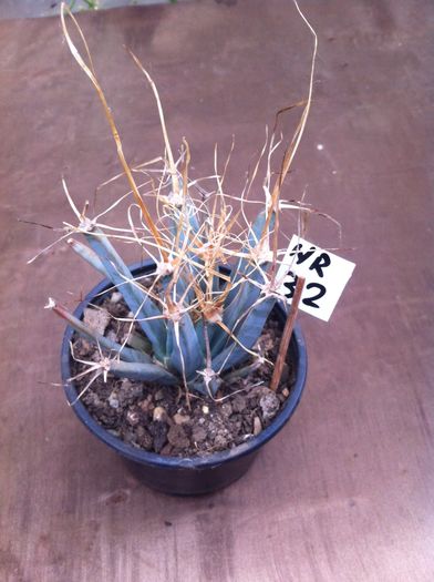 ; Nr. 32.
Leuchtenbergia principis
- inaltime 6 cm 
Pret 25 lei
