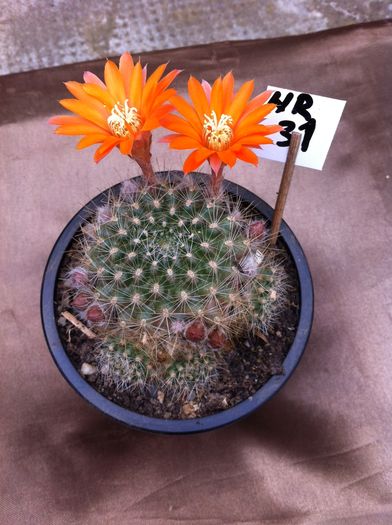 poza 3_1; Nr. 31
Rebutia flavistyla
- diametru 5 cm
- inltime 4 cm
Pret 25 lei
