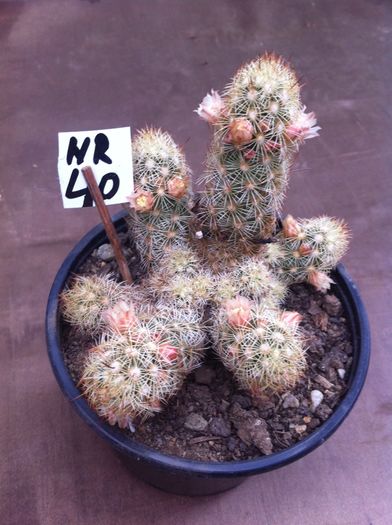 ; Nr 40
Mamillaria elongata
- inaltime 7 cm
Pret 20 lei - în Arad, Arad.
