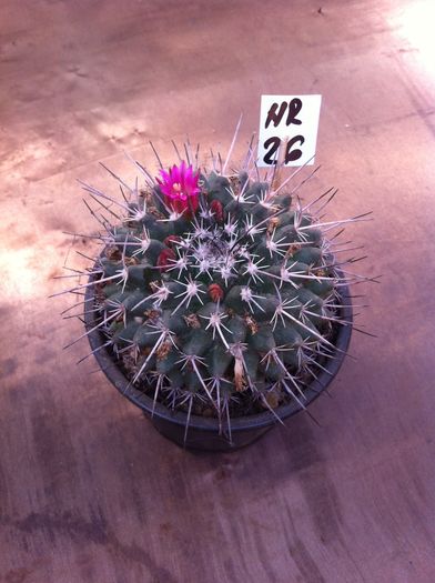 poza 5; Nr. 26
Mamillaria
- diametru 8 cm
- inaltime 4 cm
Pret: 30 lei - 
