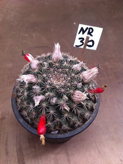 ; Nr. 30 
Mamillaria gaumerii
- diametru 8 cm
- inaltime 3 cm
Pret 30 lei
