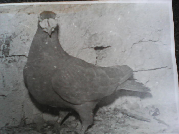 GALBEN din 1977 expus la Oradea 1979 - CARUNCULATII  AUTOHTONI