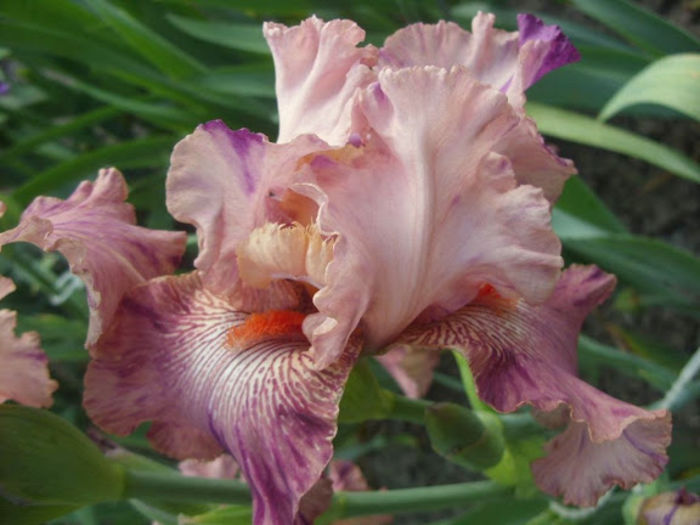 Nigerian Raspberry 02 - Iris oferta 2016