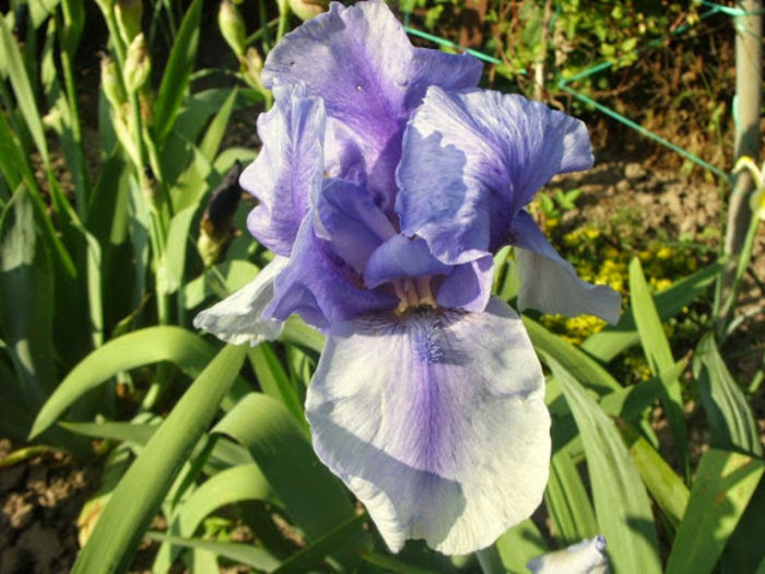 Online - Iris oferta 2016