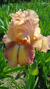 Osage Buff - Iris oferta 2016