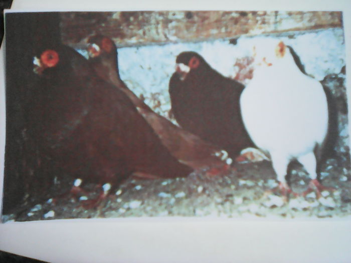 IMG_20160504_154733 - CARUNCULATII  AUTOHTONI