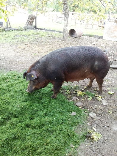 IMG_20160504_104949 - Scroafa duroc american gestanta