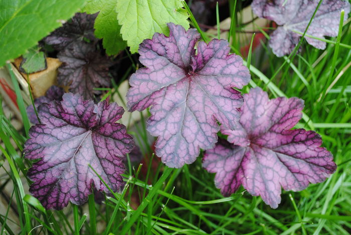 4 mai, heuchera_Blackberry Jam - 2016 heuchera heucherella brunnera