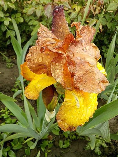 13131217_941848639294964_4254953518784241992_o - IRISI