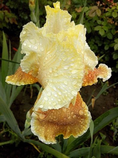 13173027_941848682628293_7773553546296445784_o